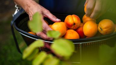 Die Obstbauer in Deutschland spüren den Klimawandel und züchten mehr und mehr südländische Früchte.