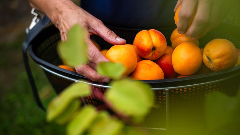 Die Obstbauer in Deutschland spüren den Klimawandel und züchten mehr und mehr südländische Früchte.