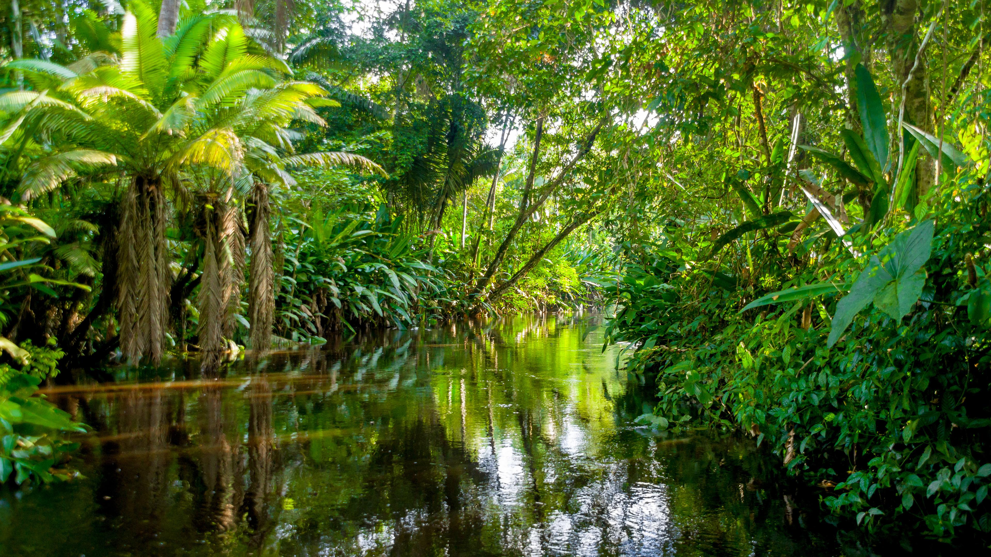 Amazonas-Dschungel