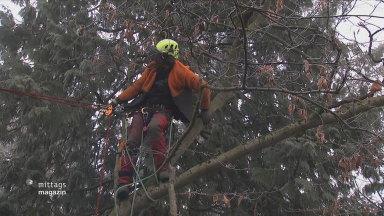 Baumkletterer Benjamin Berwanger an Seilen gesichert und mit Schutzkleidung in einer Baumkrone