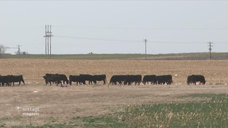 Weide mit Kühen in Yuma County, Colorado