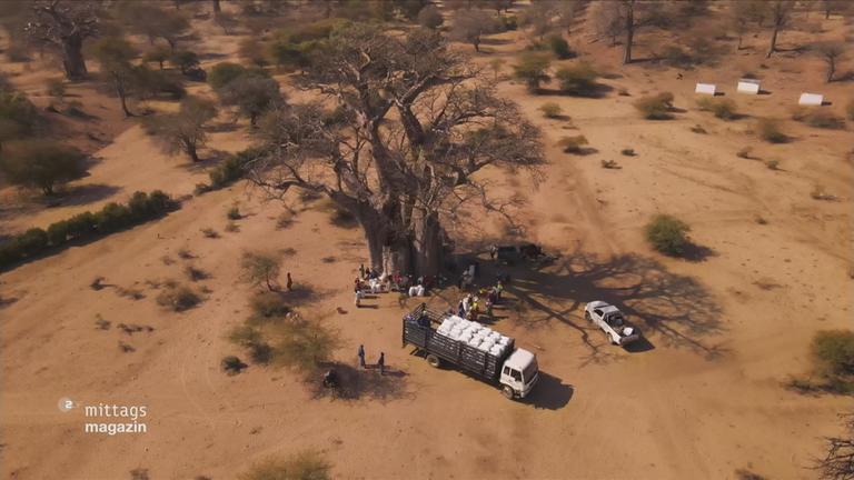 Luftaufnahme eines Baobabbaums