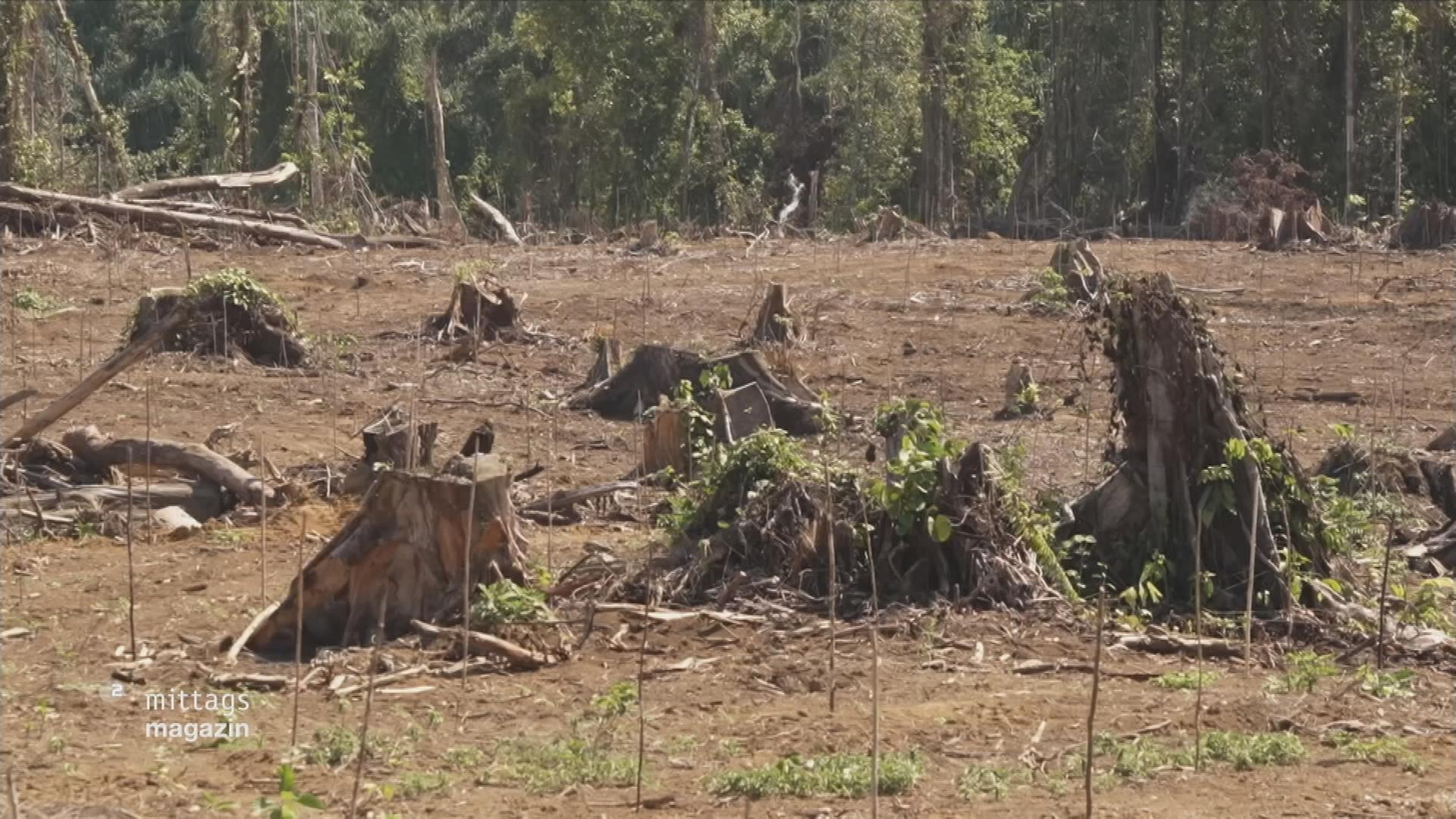 Baumstümpfe auf einem gerohdeten Stück Urwald auf Papua-Neuguinea