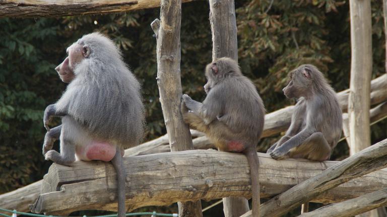 Drei junge Paviane im Zoo