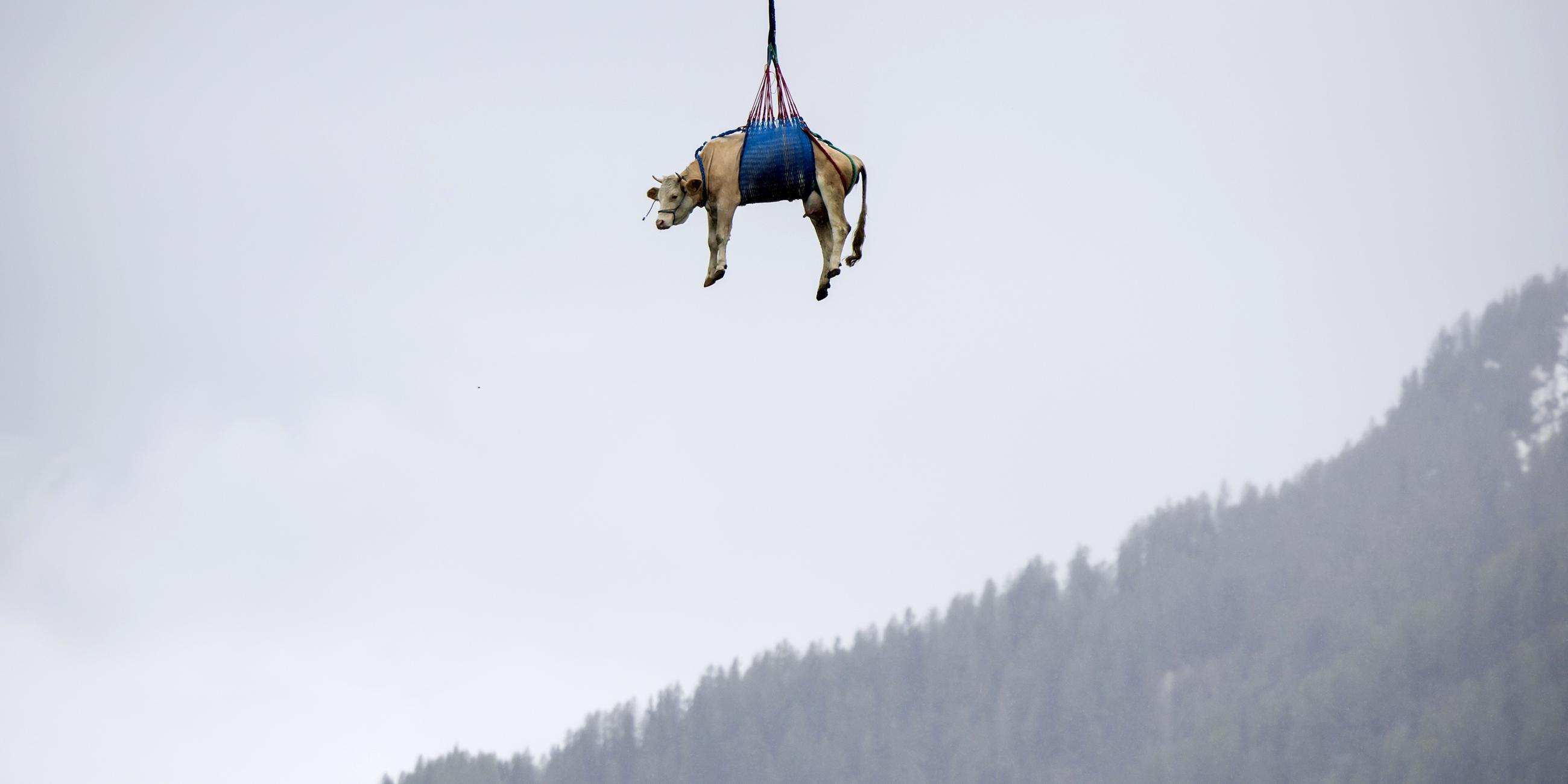Wegen Felsabbrüchen wird ein Kuh hängend unter einem Hubschrauber aus Schweizer Bergdorf Blatten evakuiert