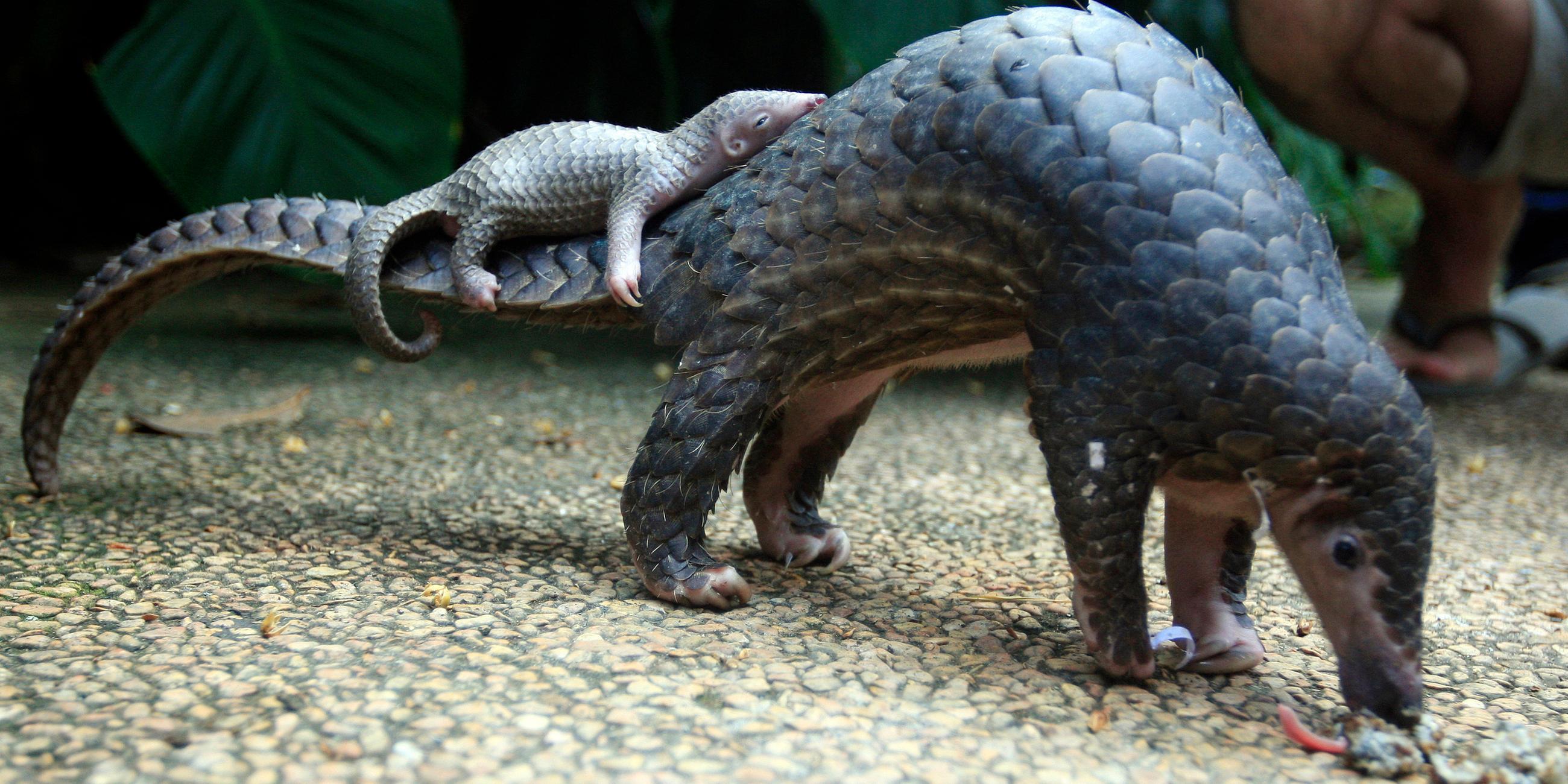 Ein Pangolin trägt sein Junges durch die Nacht – zwei Generationen, bedroht von einem Artensterben, das kaum jemand wahrnimmt.