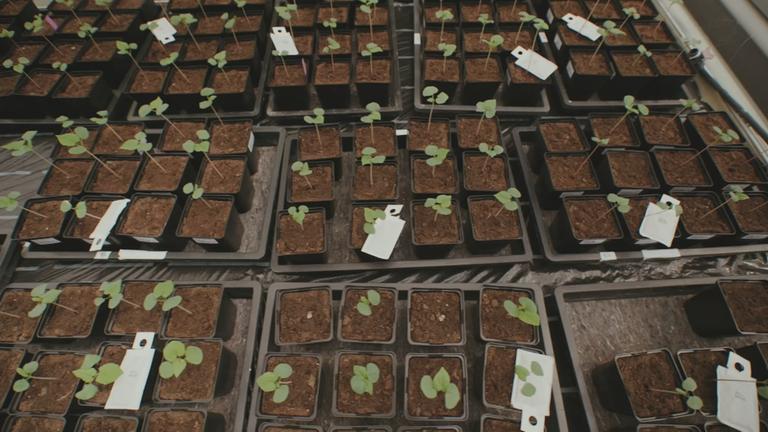 Pflanzen in der Forschung