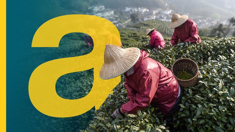 5 Arbeiter pflücken Teeblätter auf einer Teeplantage in dem Dorf Longjing. Die Personen stehen entlang des Hangs und tragen Hüte und pinke Jacken.