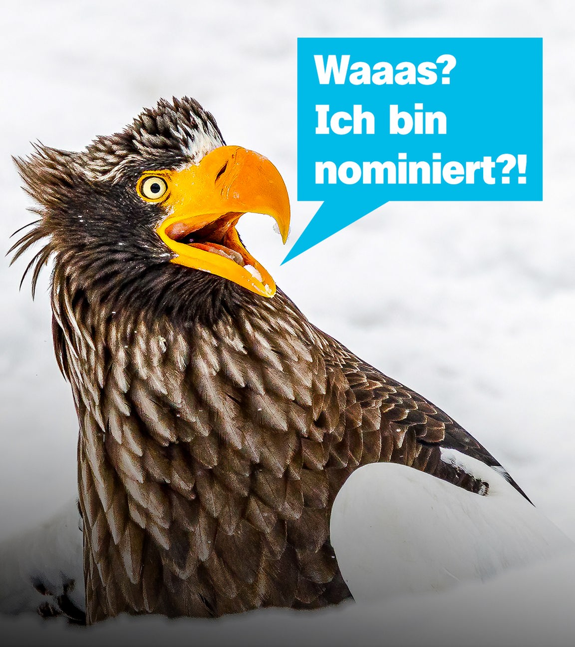 Auf dem Bild ist ein Adler zu sehen, der mit dem Kopf aus dem Schnee schaut. Neben seinem gelben Schnabel ist eine blaue Sprechblase auf der steht: Waaas? Ich bin nominiert?!