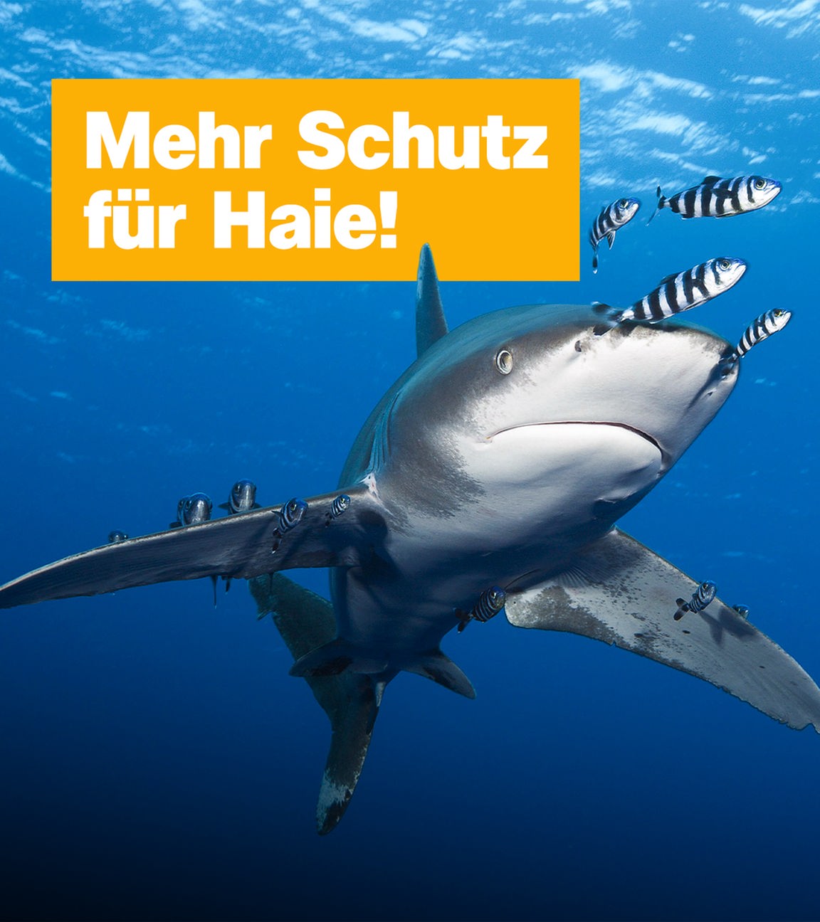Mehr Schutz für Haie; Weissspitzen-Hochseehai