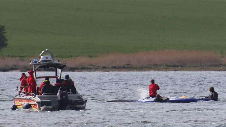 Walrettungsversuch für "Timmy"