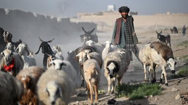 AFGHANISTAN-LIFESTYLE-ANIMAL