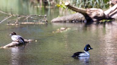 Eine weibliche (l) und eine männliche Schellente sitzen und schwimmen bei sommerlichen Temperaturen im Fluss Spree.