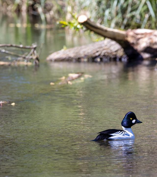 Eine weibliche (l) und eine männliche Schellente sitzen und schwimmen bei sommerlichen Temperaturen im Fluss Spree.