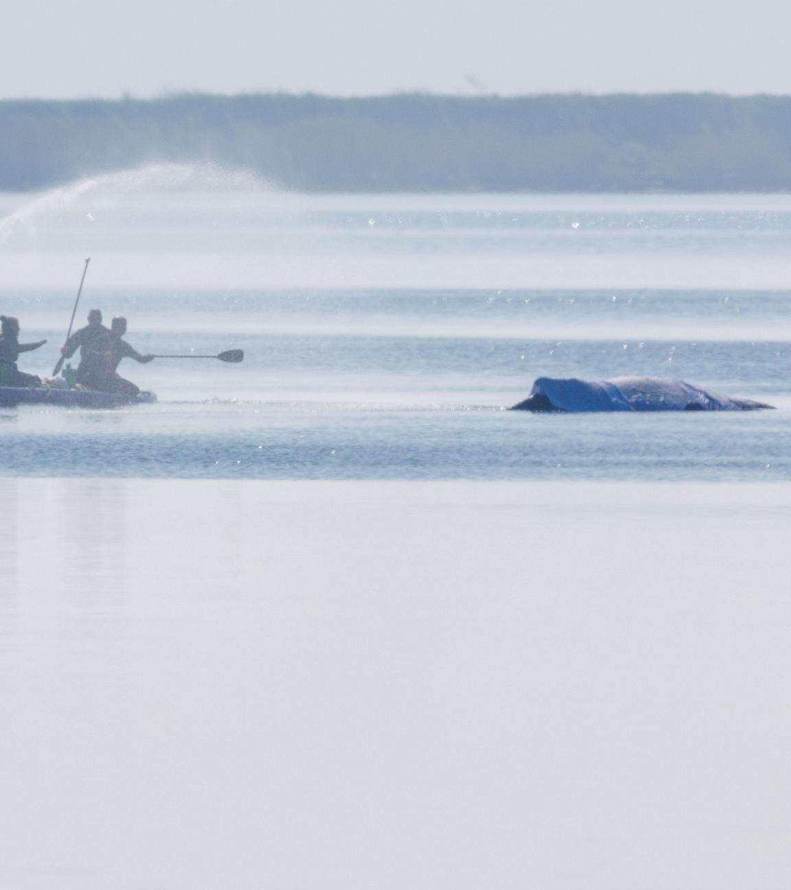 Helfer kümmern sich weiterhin um den gestrandeten Buckelwal in der Ostsee