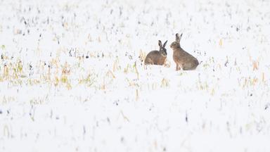 Zwei Feldhasen sitzen bei Schnee auf einem Feld in der Region Hannover
