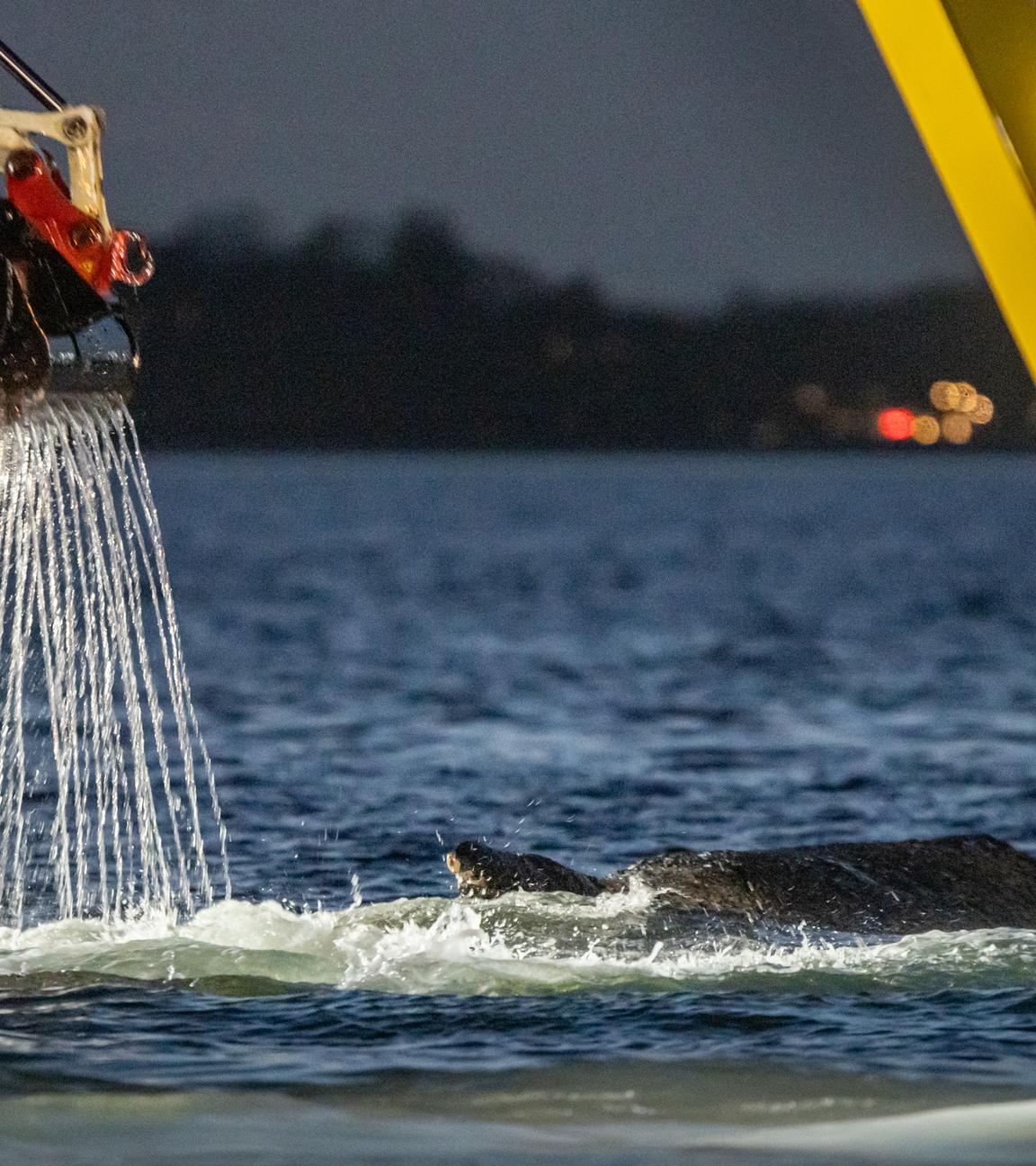 Schleswig-Holstein, Timmendorfer Strand: Mehrere Bagger arbeiten in der Nähe von einem gestrandeten Wal. Experten versuchen erneut, den vor Timmendorfer Strand festsitzenden Buckelwal freizubekommen.