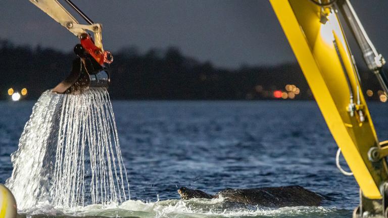 Schleswig-Holstein, Timmendorfer Strand: Mehrere Bagger arbeiten in der Nähe von einem gestrandeten Wal. Experten versuchen erneut, den vor Timmendorfer Strand festsitzenden Buckelwal freizubekommen.