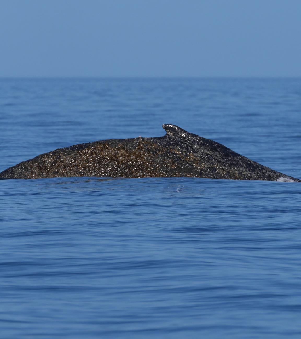 Schleswig-Holstein, Timmendorfer Strand: Ein Buckelwal schwimmt begleitet von Schlauchbooten in der Ostsee. Der in der Ostsee vor Niendorf gestrandete Wal hatte sich in der Nacht zuvor befreit. Das Tier schwimmt nun wieder in der Ostsee und wird von Schiffen der Küstenwache und Polizeibooten begleitet.