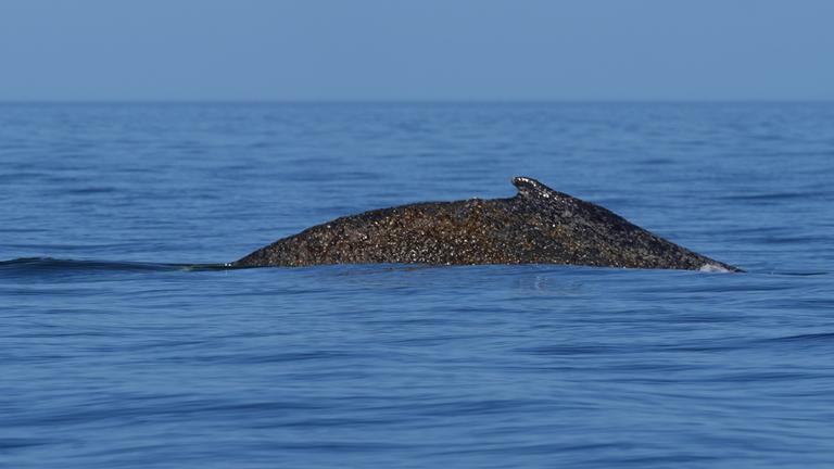 Schleswig-Holstein, Timmendorfer Strand: Ein Buckelwal schwimmt begleitet von Schlauchbooten in der Ostsee. Der in der Ostsee vor Niendorf gestrandete Wal hatte sich in der Nacht zuvor befreit. Das Tier schwimmt nun wieder in der Ostsee und wird von Schiffen der Küstenwache und Polizeibooten begleitet.