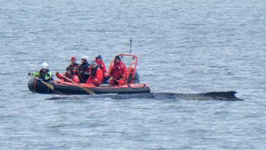 Ein Boot von Greenpeace fährt an einem in der Ostsee liegenden Wal entlang. Der vor rund einer Woche beim Timmendorfer Strand an der Ostseeküste gestrandete Wal liegt aktuell vor Wismar.