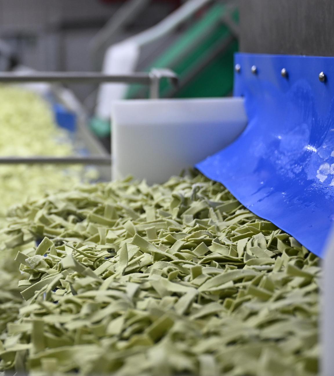 Spinatnudeln liegen auf einer Förderstrecke.