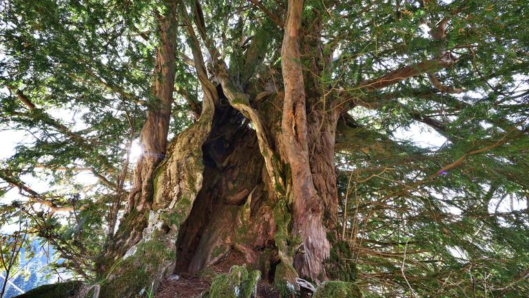 Bayern, Oberstaufen: Eine alte Eibe steht auf einer Bergwiese. Experten schätzen das Alter des Baumes auf rund 1100 Jahre. (zu dpa: «1.100 Jahre alt