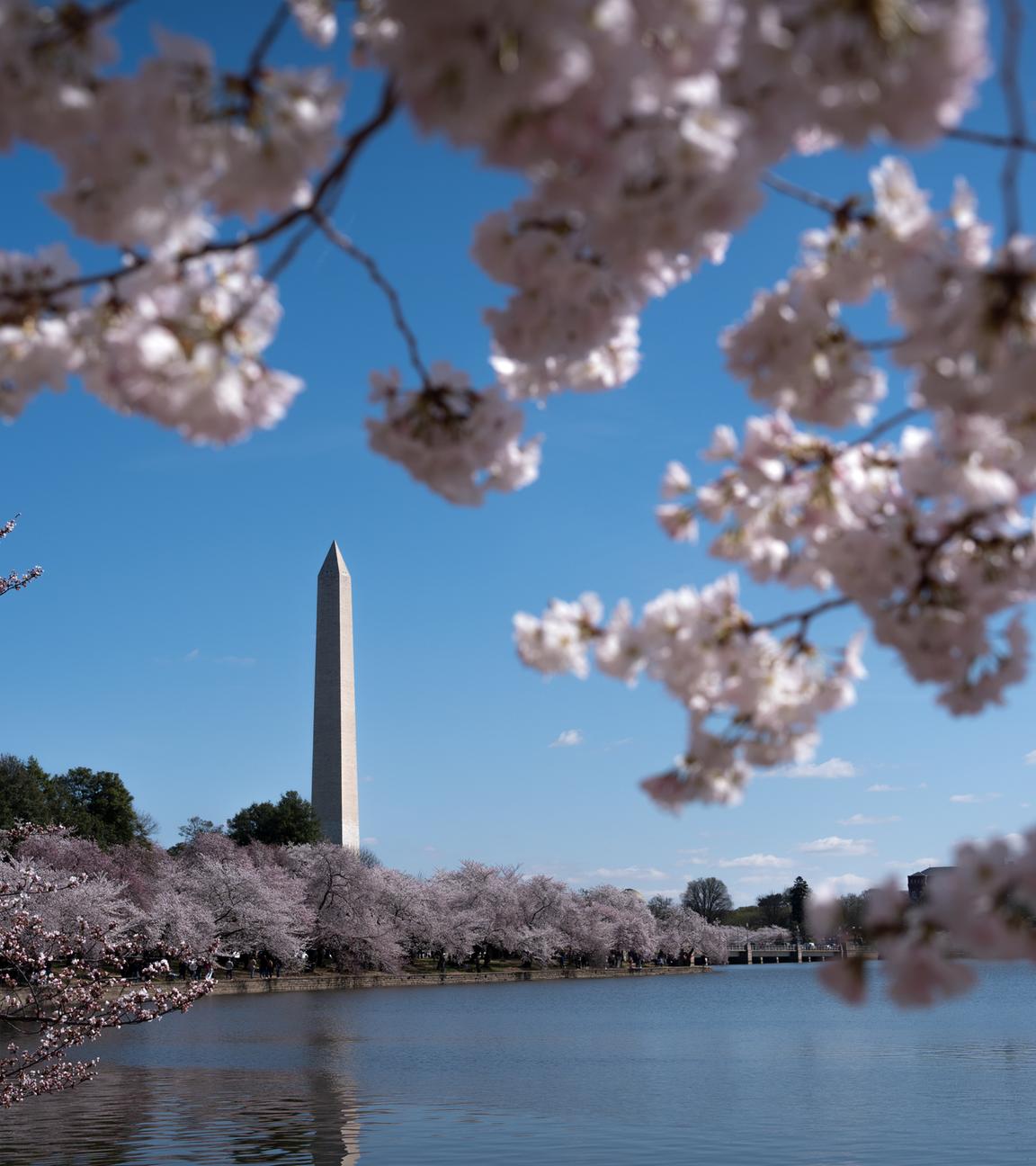 Kirschblüte in Washington