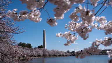 Kirschblüte in Washington