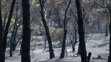 28.07.2026, Spanien, Almorox: Verkohlte Bäume nach einem Brand. Das Feuer, das im Waldgebiet Pinar de Almorox in der Provinz Toledo ausgebrochen war, hat weite Naturflächen zerstört.