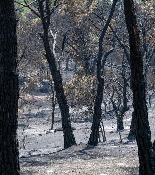 28.07.2026, Spanien, Almorox: Verkohlte Bäume nach einem Brand. Das Feuer, das im Waldgebiet Pinar de Almorox in der Provinz Toledo ausgebrochen war, hat weite Naturflächen zerstört.