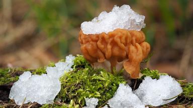 Riesenlorchel im Schnee