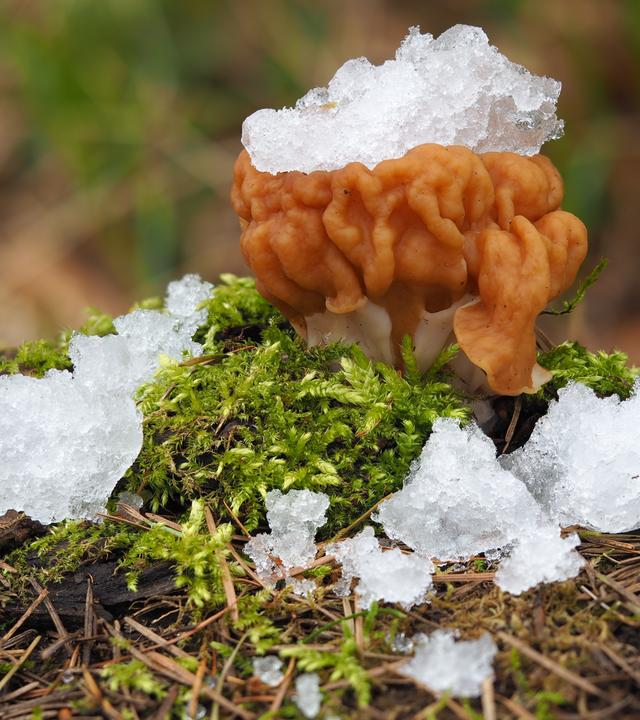 Riesenlorchel im Schnee