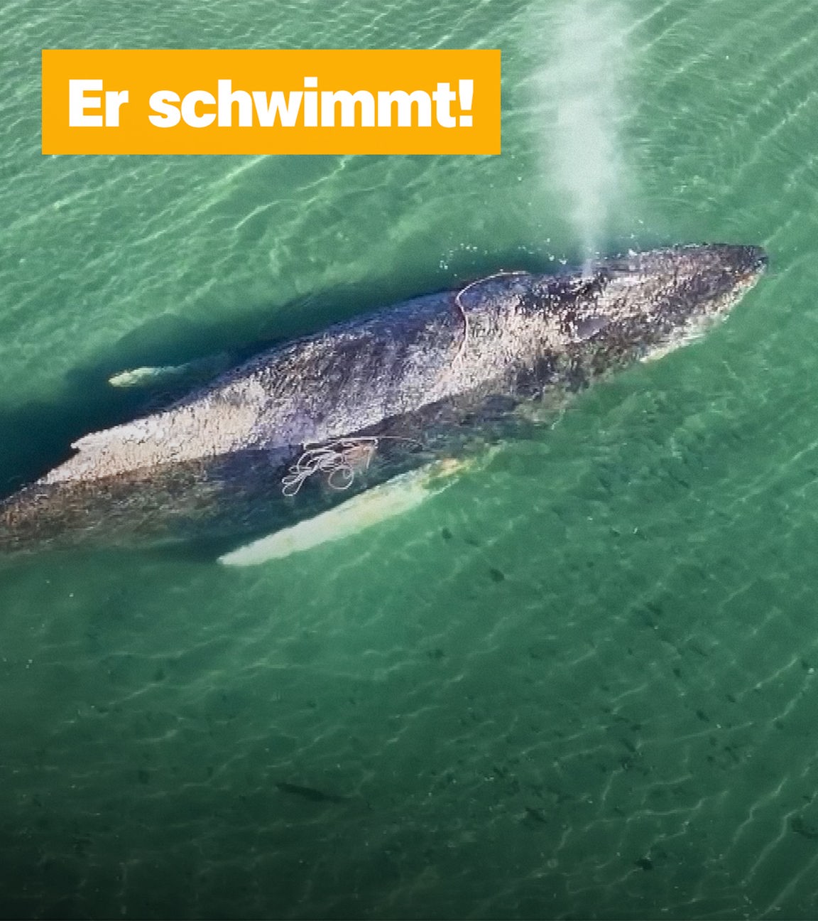 Wal im Meer. "Er schwimmt"