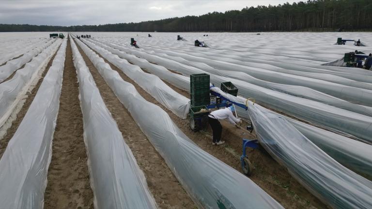 Arbeitende Person auf einem Spargelfeld in Deutschland