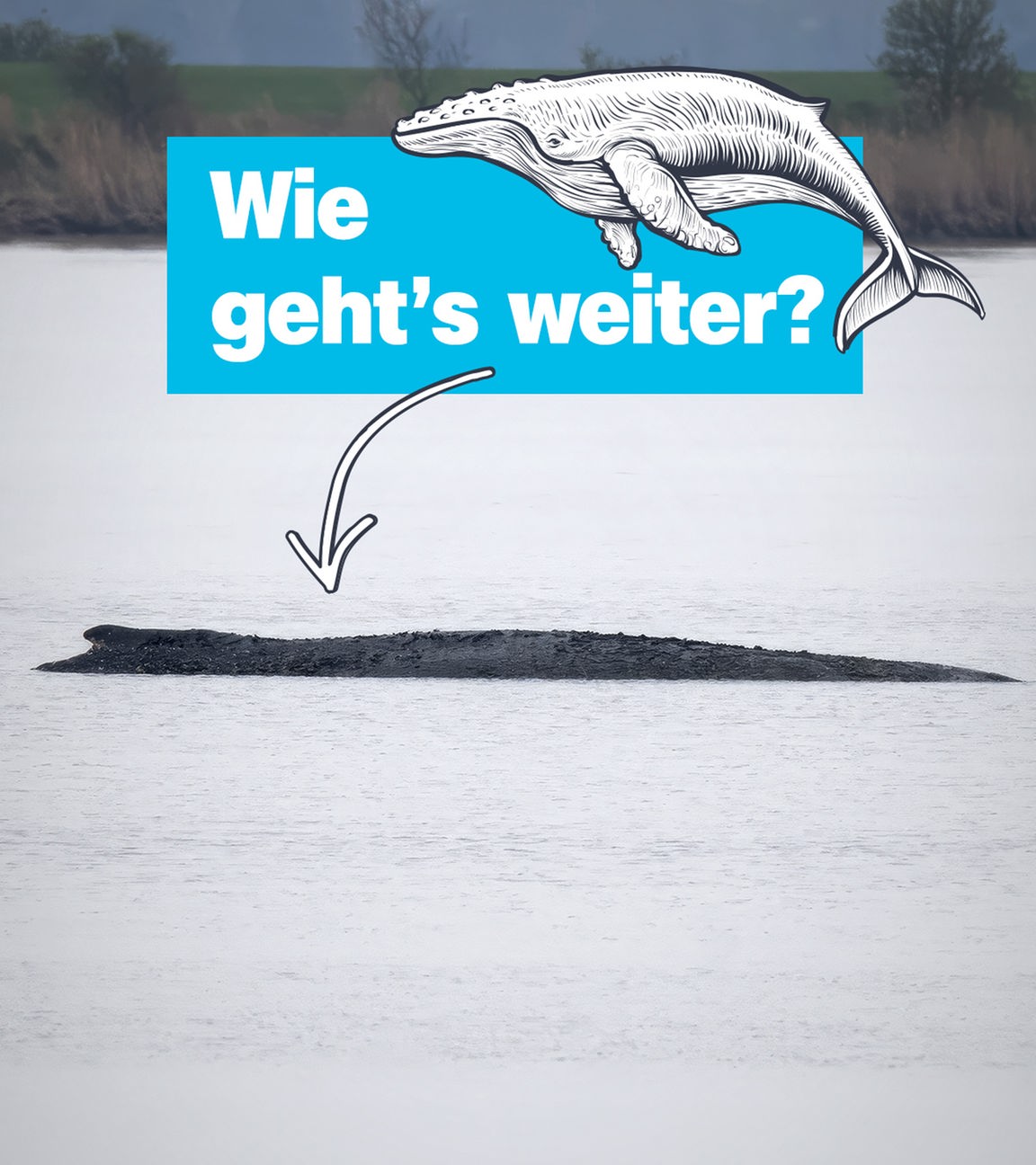 Wie gehts weiter; Buckelwal 