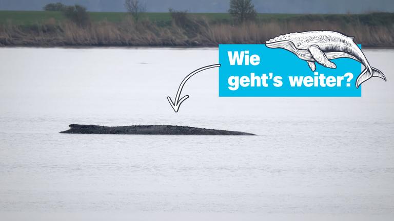 Wie gehts weiter; Buckelwal 