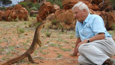 David Attenborough guckt einem Waran in die Augen