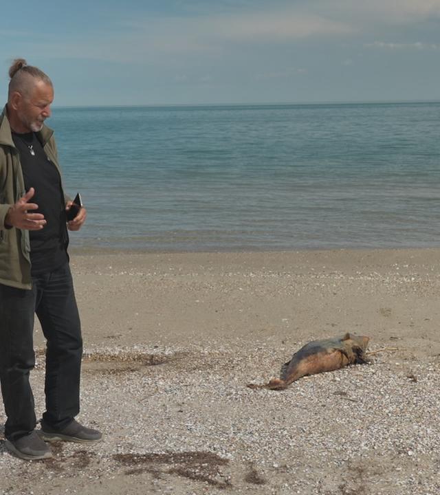 Seit Kriegsbeginn hat das Delfinsterben in der Ukraine deutlich zugenommen. Militärische Sonarsysteme, Drohnen und Unterwassermienen zerstören das Ohr der Delfine; sie verhungern.