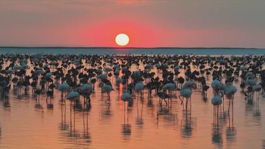 Flamingo-Nachwuchs in der Türkei