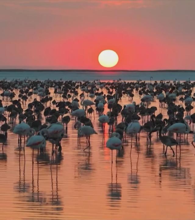 Flamingo-Nachwuchs in der Türkei