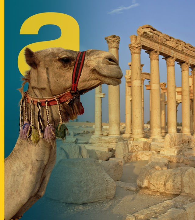 Kopf eines Kamels vor den Ruinen von Palmyra