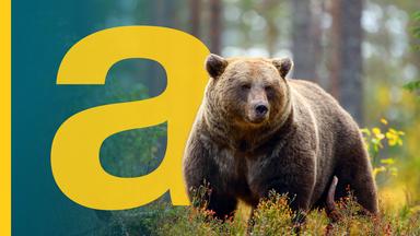 Braunbär im Wald