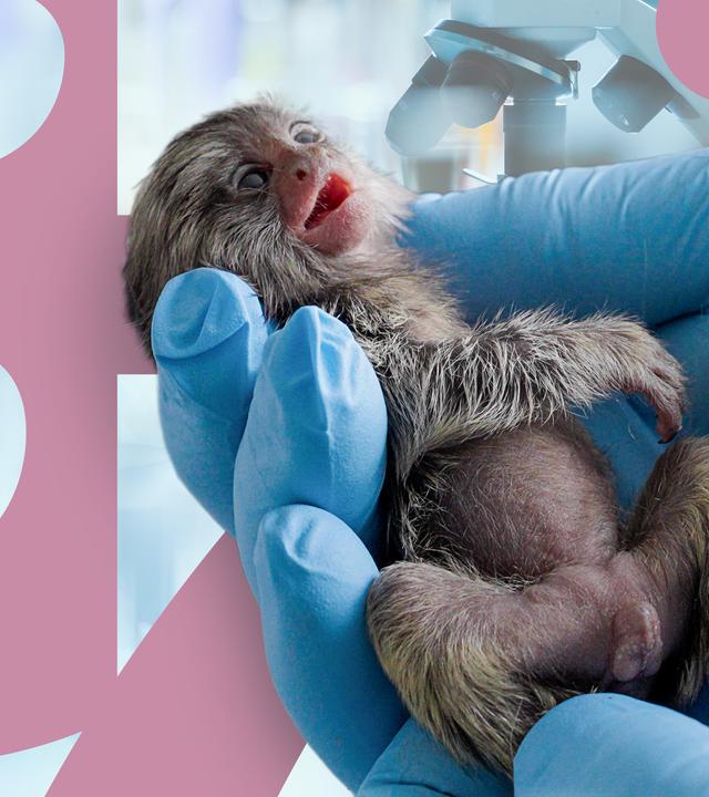 Affe Labor