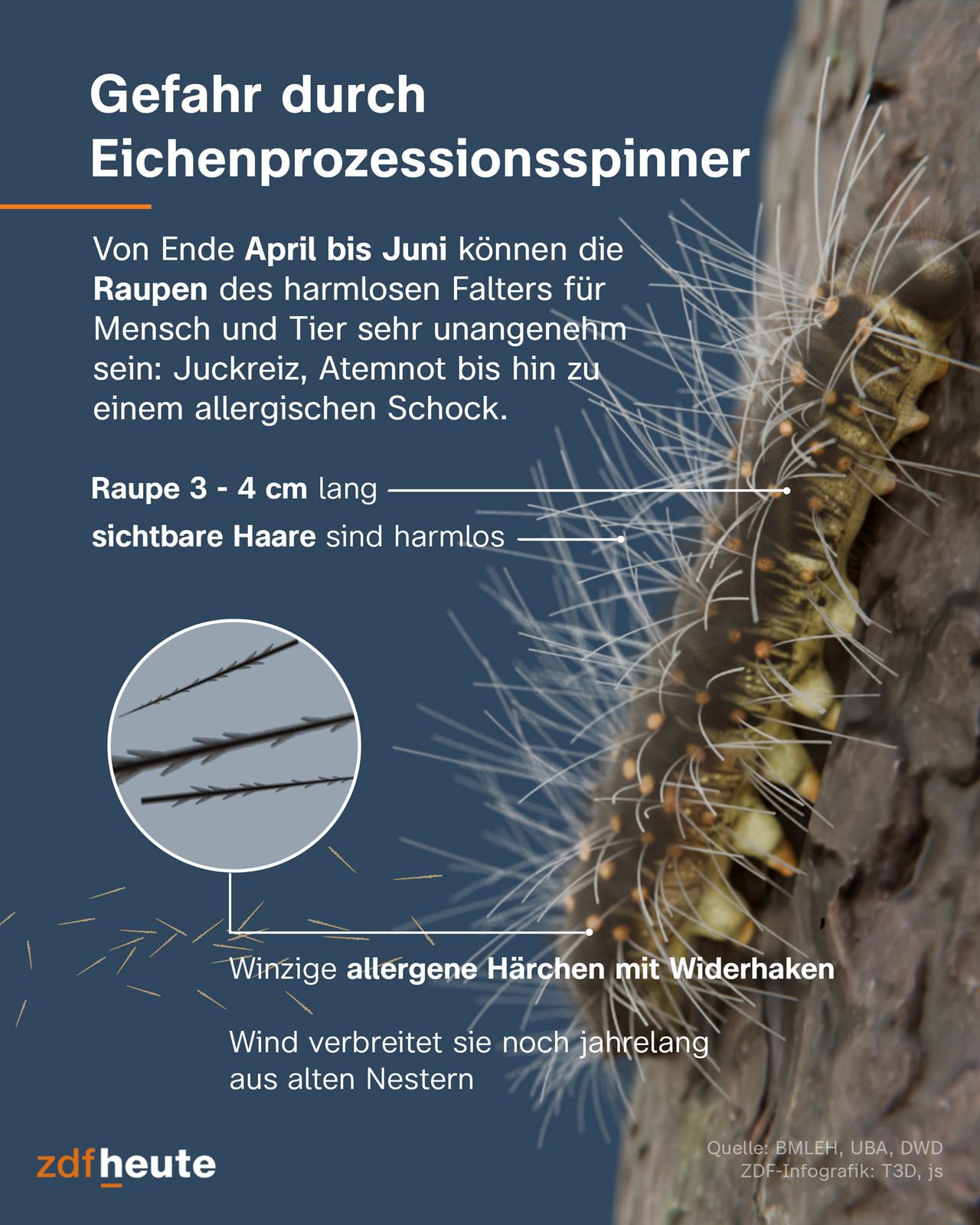 Erklärgrafik, welche Haare bei der Raupe wirklich gefährlich sind.