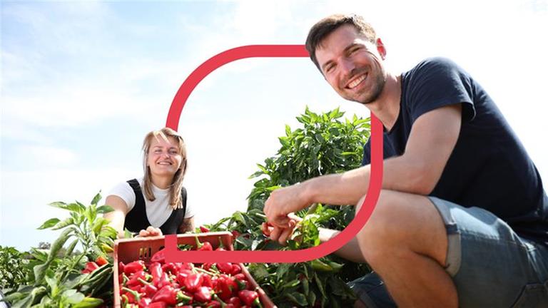 Eine Frau und ein Mann bei der Paprikaernte