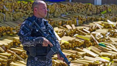 Brasilien: Polizeihund erschnüffelt riesiges Marihuana-Lager