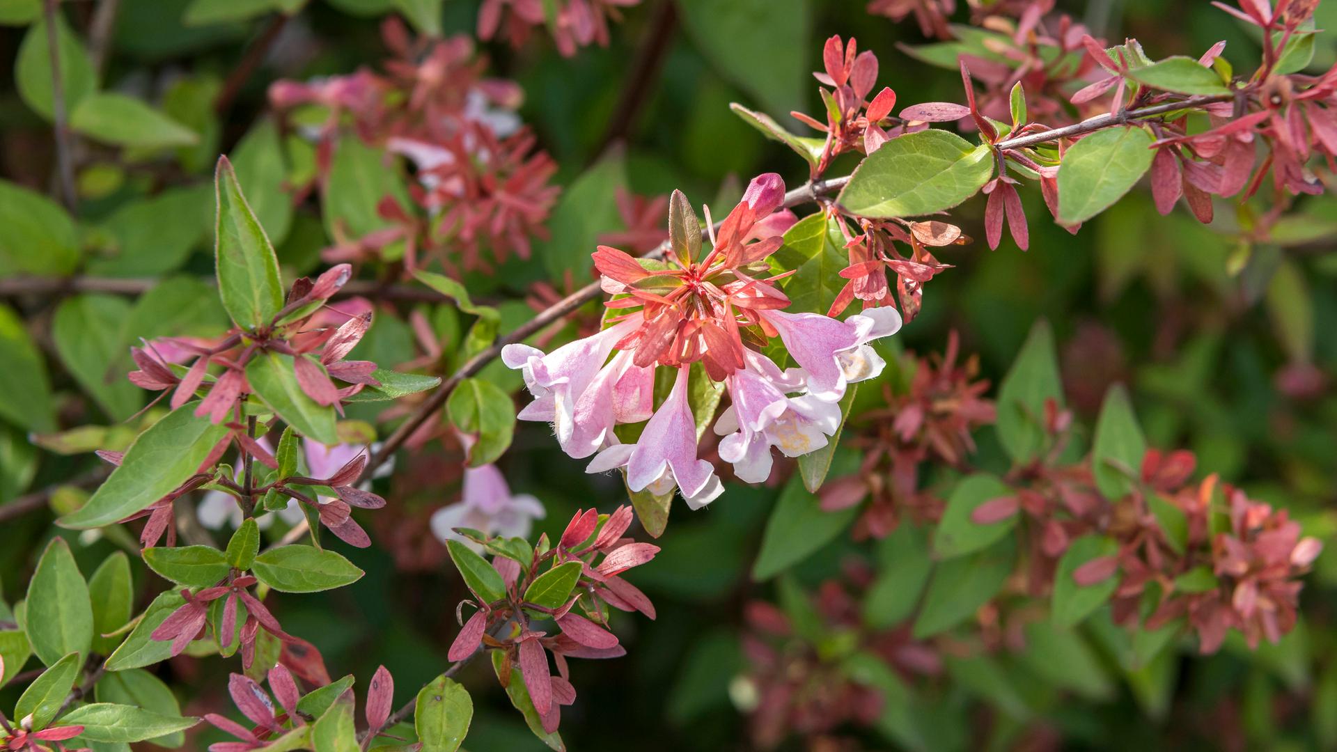Blühende Abelia