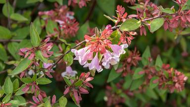 Blühende Abelia