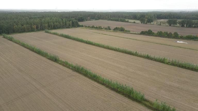 Mehrere Felder mit Streifen von Bäumen und Büschen zwischendrin
